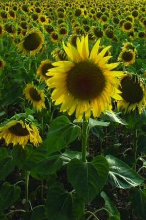 Sunflowers